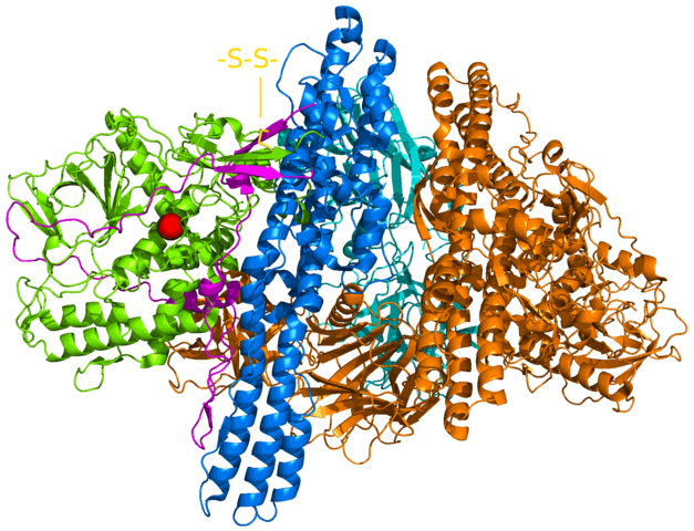 Botulinum-Toxin A